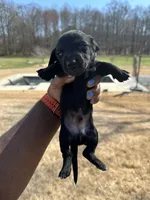 Romulus, a male Dachshund for sale in Carrollton, GA – Photo 1 of 4