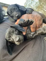 Remus, a male Dachshund for sale in Carrollton, GA – Photo 4 of 4