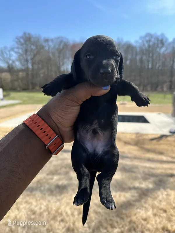 Remus – Dachshund puppy for sale in Carrollton, GA