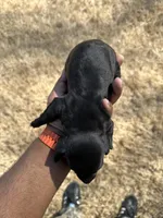 Remus, a male Dachshund for sale in Carrollton, GA – Photo 2 of 4