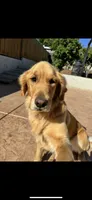 Emma, a  Golden Retriever for sale in Vallejo, CA – 8 of 8