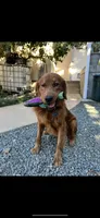 Emma, a  Golden Retriever for sale in Vallejo, CA – 7 of 8