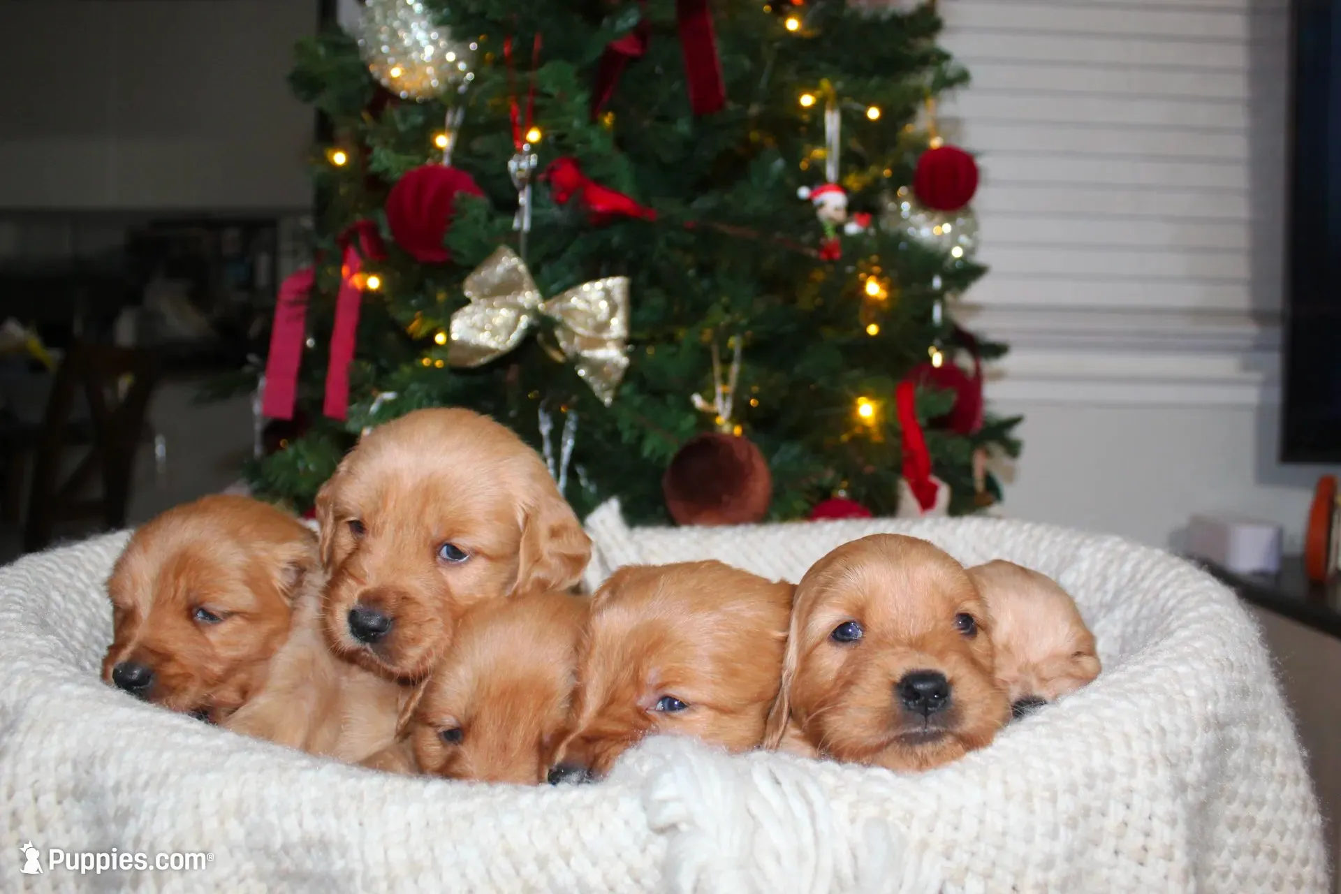 Emma, a  Golden Retriever for sale in Vallejo, CA – 4 of 8