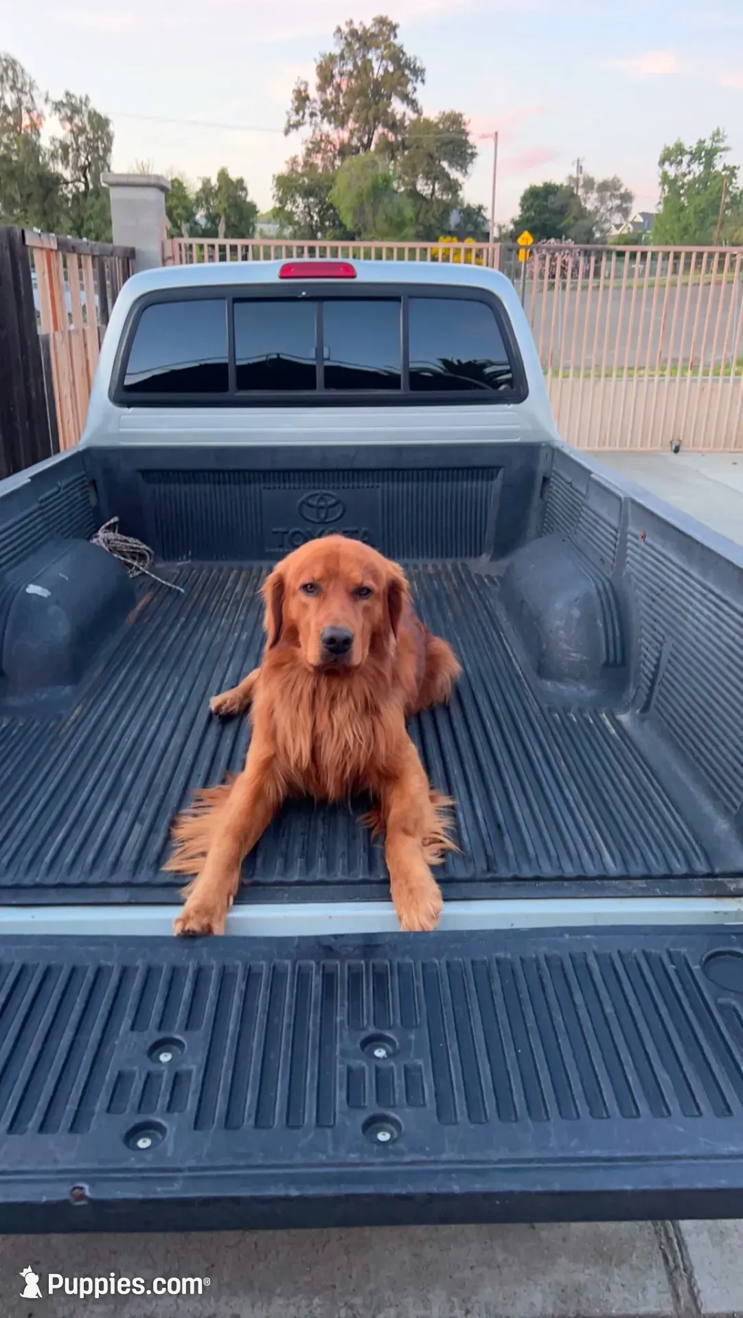 Emma, a  Golden Retriever for sale in Vallejo, CA – 2 of 8
