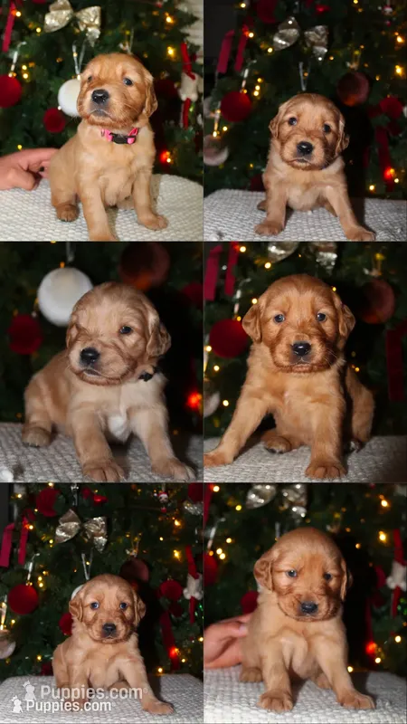 Emma, a  Golden Retriever for sale in Vallejo, CA – 1 of 8