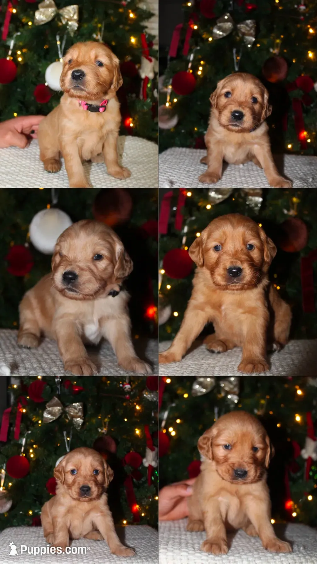 Emma, a  Golden Retriever for sale in Vallejo, CA – 1 of 8