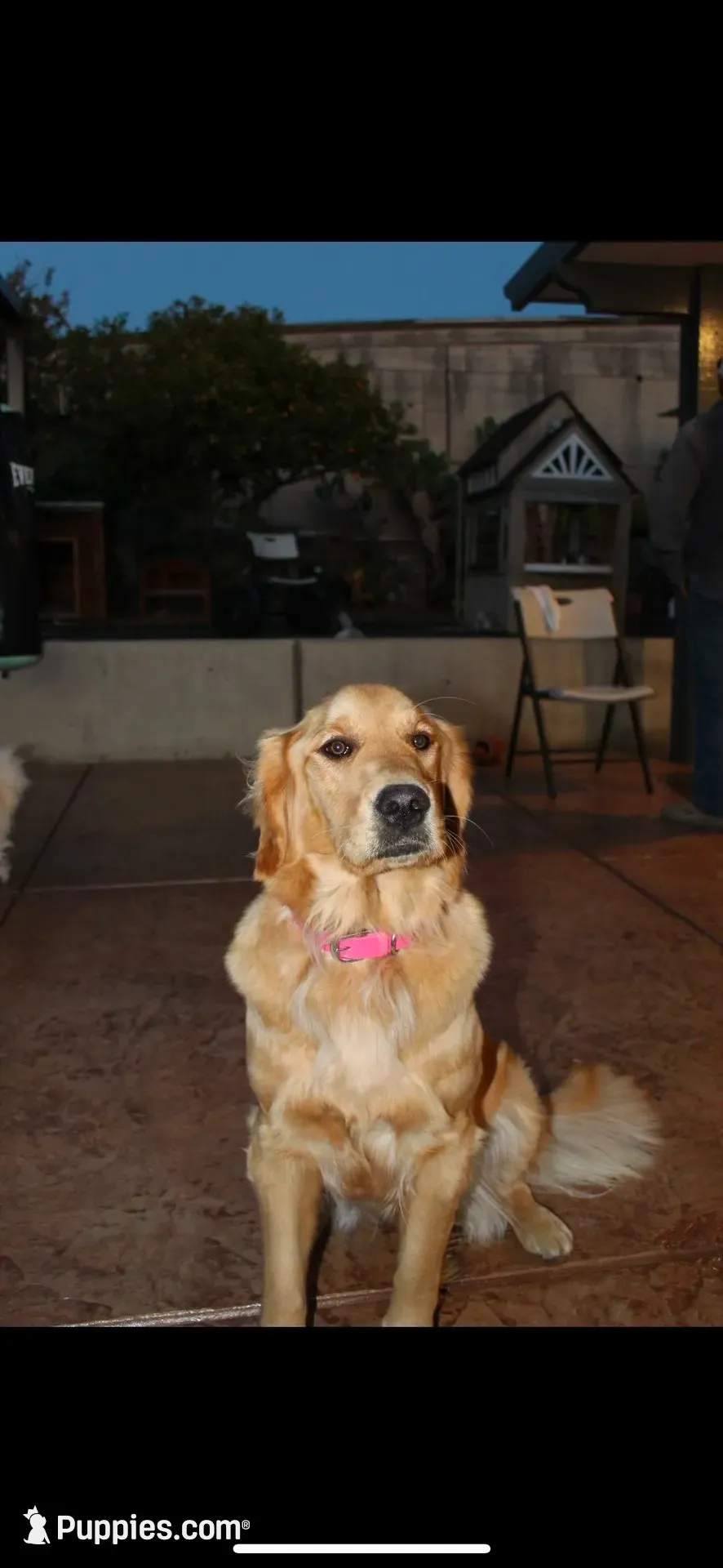 Emma, a  Golden Retriever for sale in Vallejo, CA – 3 of 8