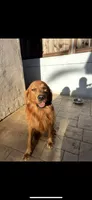 Emma, a  Golden Retriever for sale in Vallejo, CA – 6 of 8