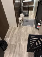 Chocolito, a male Shih Tzu for sale in Harker Heights, TX – 2 of 2