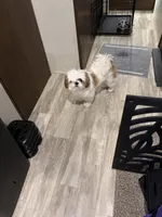 Chocolito, a male Shih Tzu for sale in Harker Heights, TX – 1 of 2