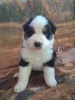 Caraxes, a male Australian Shepherd for sale in Mc Connells, SC – Photo 4 of 4