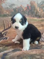 Caraxes, a male Australian Shepherd for sale in Mc Connells, SC – Photo 2 of 4