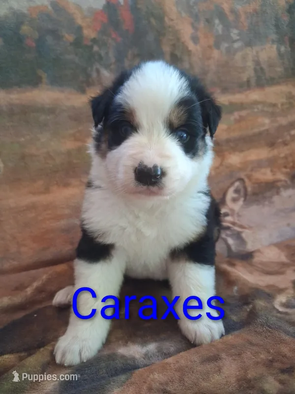 Caraxes – Australian Shepherd puppy for sale in Mc Connells, SC