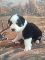Caraxes, a male Australian Shepherd for sale in Mc Connells, SC – Photo 3 of 4