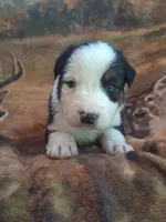 Syrax, a male Australian Shepherd for sale in Mc Connells, SC – Photo 3 of 4