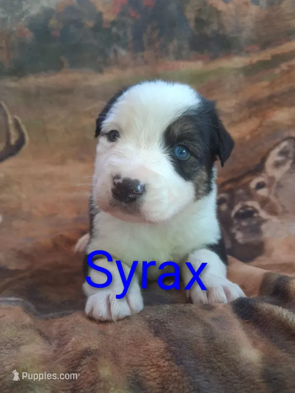 Syrax – Australian Shepherd puppy for sale in Mc Connells, SC