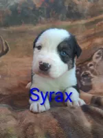 Syrax, a male Australian Shepherd for sale in Mc Connells, SC – Photo 1 of 4
