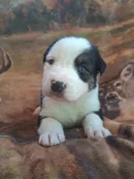 Syrax, a male Australian Shepherd for sale in Mc Connells, SC – Photo 2 of 4