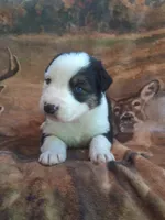 Syrax, a male Australian Shepherd for sale in Mc Connells, SC – Photo 4 of 4