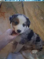 Seasmoke, a male Australian Shepherd for sale in Mc Connells, SC – 4 of 5