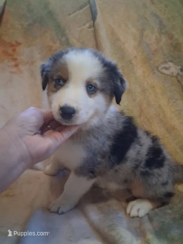 Seasmoke – Australian Shepherd puppy for sale in Mc Connells, SC