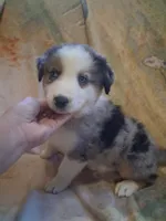 Seasmoke, a male Australian Shepherd for sale in Mc Connells, SC – 1 of 5
