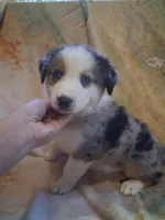 Seasmoke, a male Australian Shepherd for sale in Mc Connells, SC – 3 of 5