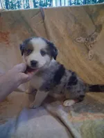 Seasmoke, a male Australian Shepherd for sale in Mc Connells, SC – 2 of 5