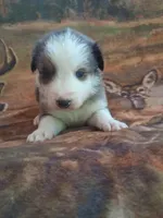 Seasmoke, a male Australian Shepherd for sale in Mc Connells, SC – Photo 3 of 4