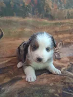 Seasmoke, a male Australian Shepherd for sale in Mc Connells, SC – Photo 2 of 4