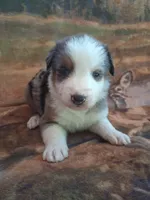 Seasmoke, a male Australian Shepherd for sale in Mc Connells, SC – Photo 4 of 4