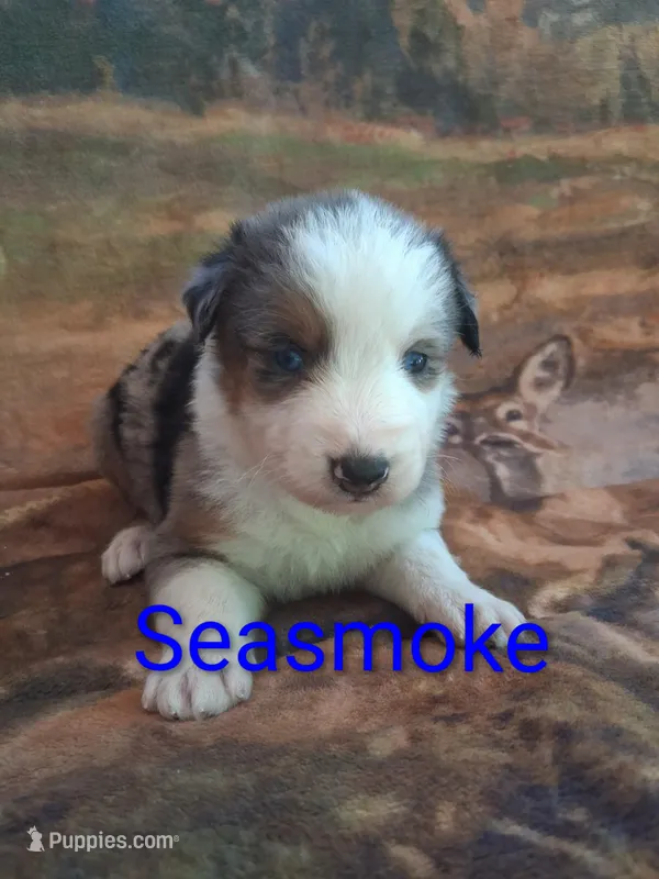 Seasmoke – Australian Shepherd puppy for sale in Mc Connells, SC
