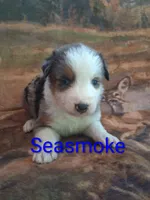 Seasmoke, a male Australian Shepherd for sale in Mc Connells, SC – Photo 1 of 4