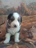 Vhagar, a female Australian Shepherd for sale in Mc Connells, SC – Photo 3 of 4