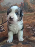 Vhagar, a female Australian Shepherd for sale in Mc Connells, SC – Photo 4 of 4