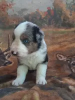 Vhagar, a female Australian Shepherd for sale in Mc Connells, SC – Photo 2 of 4