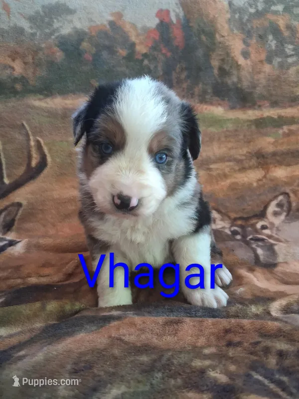 Vhagar – Australian Shepherd puppy for sale in Mc Connells, SC