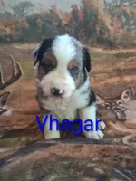 Vhagar, a female Australian Shepherd for sale in Mc Connells, SC – Photo 1 of 4