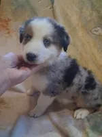 Seasmoke, a male Australian Shepherd for sale in Mc Connells, SC – 5 of 5