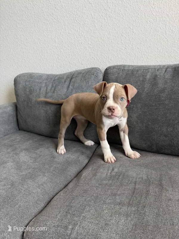 Connie – American Pit Bull Terrier puppy for sale in Little Elm, TX