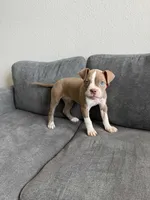Connie, a female American Pit Bull Terrier for sale in Little Elm, TX – 1 of 6