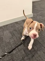 Connie, a female American Pit Bull Terrier for sale in Little Elm, TX – 4 of 6