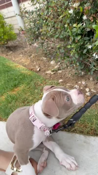 Connie, a female American Pit Bull Terrier for sale in Little Elm, TX – 6 of 6
