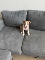 Connie, a female American Pit Bull Terrier for sale in Little Elm, TX – 2 of 6