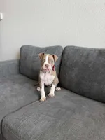 Connie, a female American Pit Bull Terrier for sale in Little Elm, TX – 5 of 6