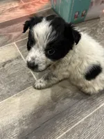 Patches, a male Australian Cattle Dog and Labrador Retriever for sale in Pottstown, PA – Photo 2 of 2