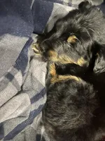 Zoey, a female Australian Cattle Dog and Labrador Retriever for sale in Pottstown, PA – Photo 2 of 2