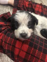 Patches, a male Bluetick Coonhound for sale in Pottstown, PA – Photo 3 of 3