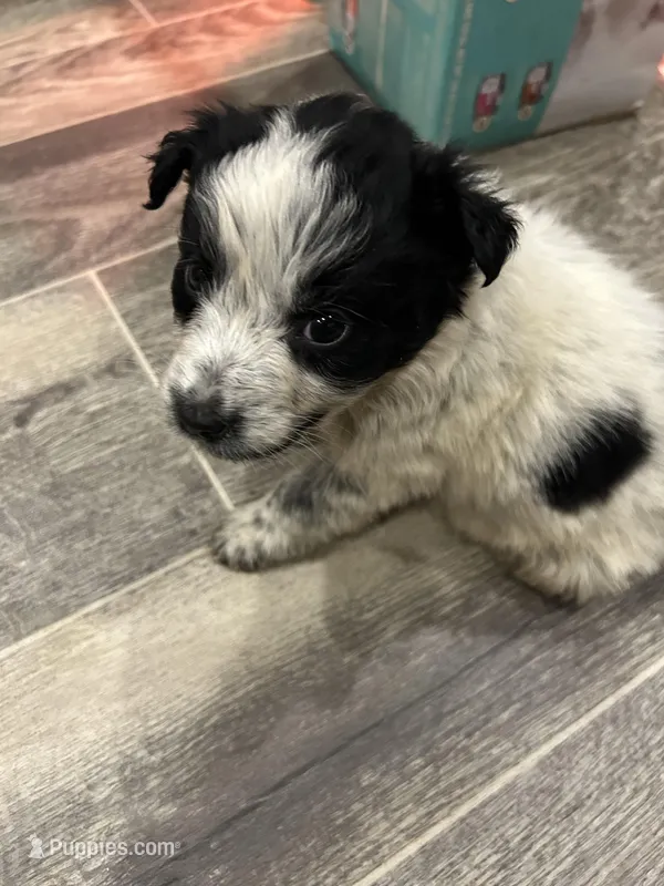 Patches, a male Bluetick Coonhound for sale in Pottstown, PA – Photo 1 of 3