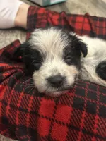 Patches, a male Bluetick Coonhound for sale in Pottstown, PA – Photo 2 of 3